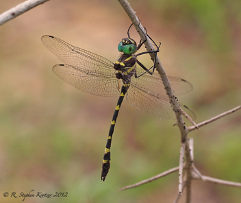 Macromia illinoiensis, male